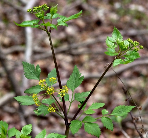 {Thaspium barbinode}